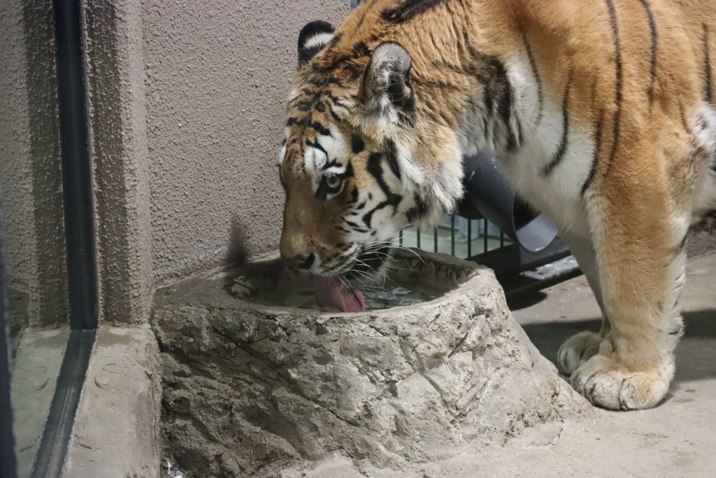 円山動物園 アムールトラ アイちゃん 水飲み