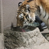 円山動物園 アムールトラ アイちゃん 水飲み