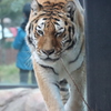 円山動物園 アムールトラ 片目をつぶるアイちゃん 