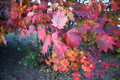 紅葉狩る ちょっと枯れ始めて