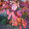 紅葉狩る ちょっと枯れ始めて