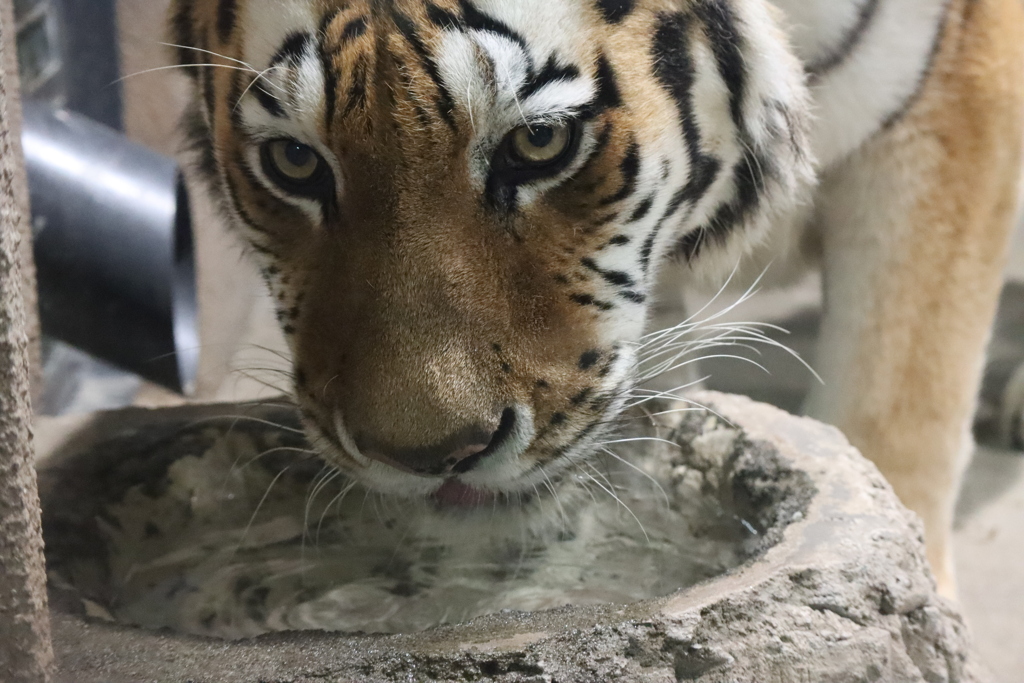 円山動物園 アムールトラ アイちゃん カメラ目線で水飲み