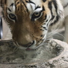 円山動物園 アムールトラ アイちゃん カメラ目線で水飲み