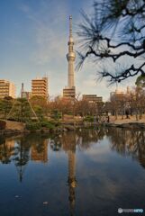 隅田公園の池越しの東京スカイツリー