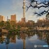 隅田公園の池越しの東京スカイツリー