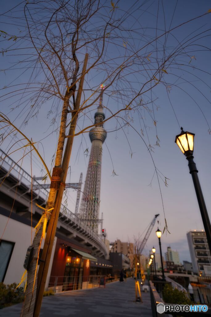 夕暮れの東京スカイツリー
