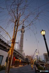 夕暮れの東京スカイツリー