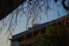 上野東照宮と梅の花