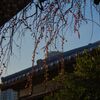 上野東照宮と梅の花