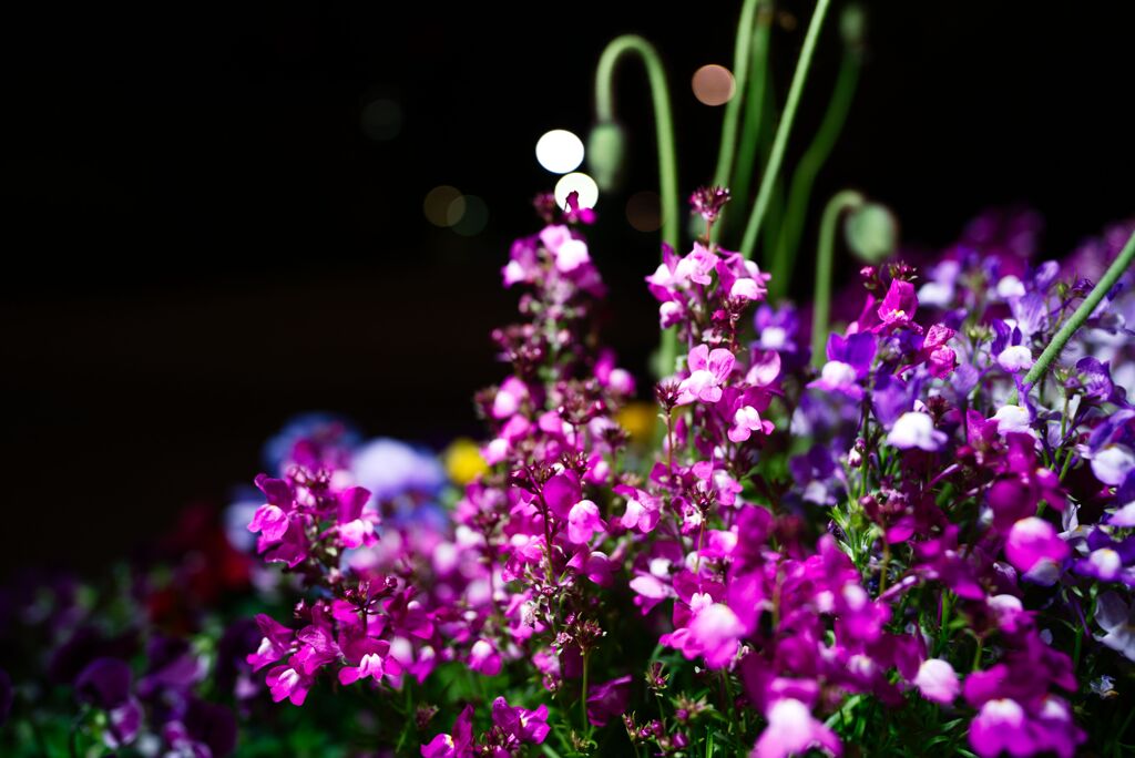 日比谷公園に咲く花