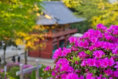 根津神社のつつじ3