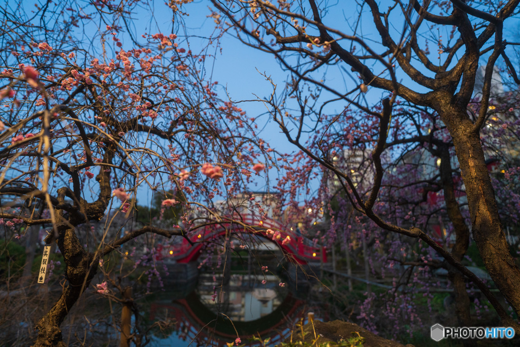 夕暮時の亀戸天神と梅の花