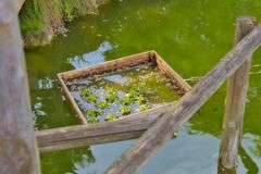 藤の花びらと浮草