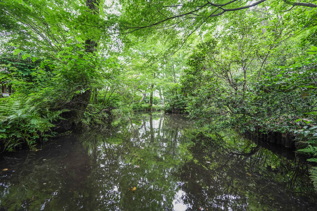 実篤公園の池