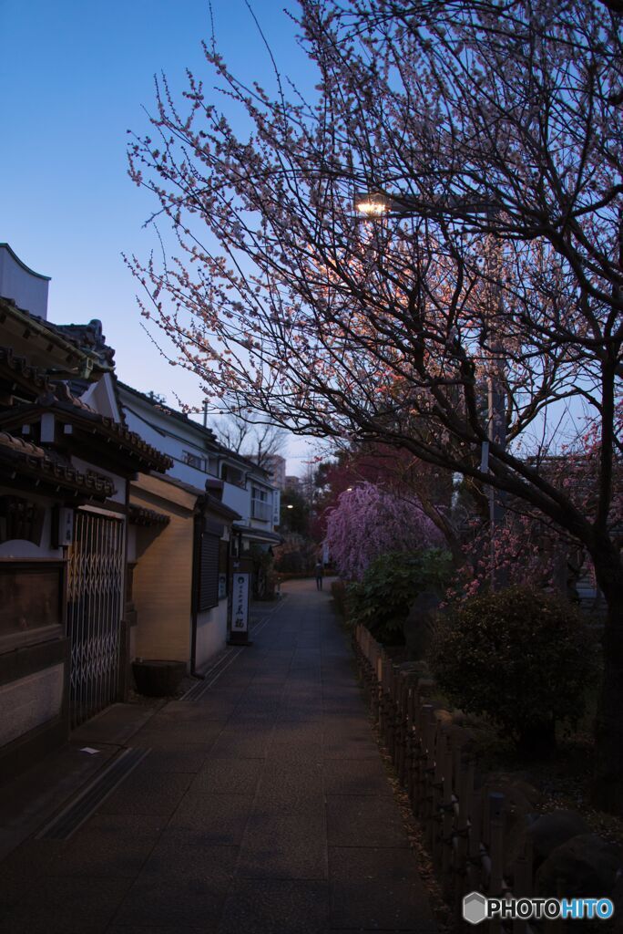 梅の花と路地