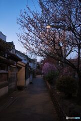 梅の花と路地