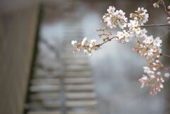 目黒川の桜2