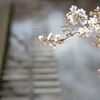 目黒川の桜2