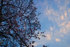 夕焼け空と河津桜