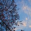 夕焼け空と河津桜