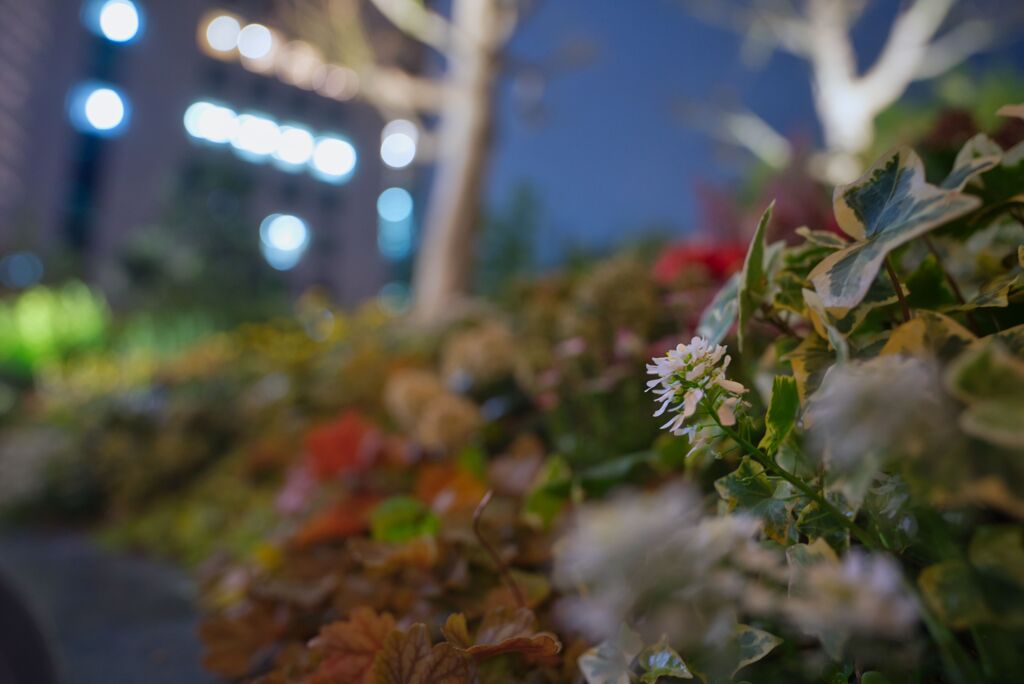 ザ・ペニンシュラ東京前の花