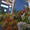 ザ・ペニンシュラ東京前の花