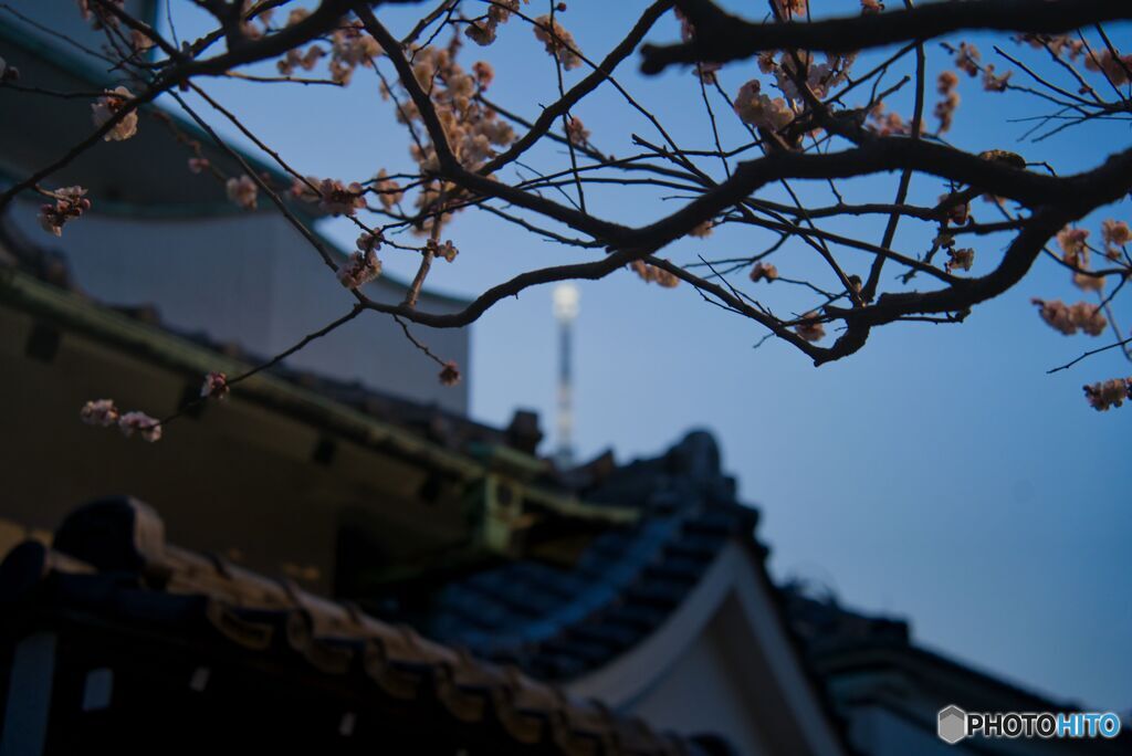 梅の花とスカイツリー