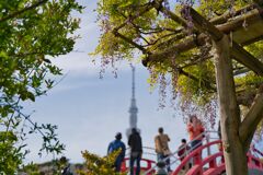 藤と東京スカイツリー