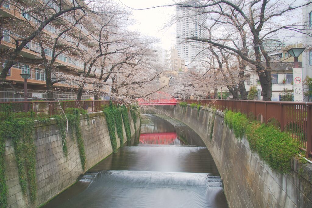 目黒川の桜