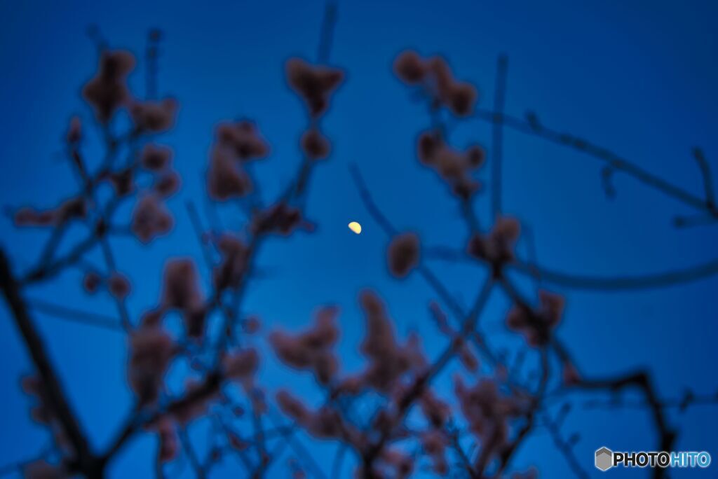 月と梅の花