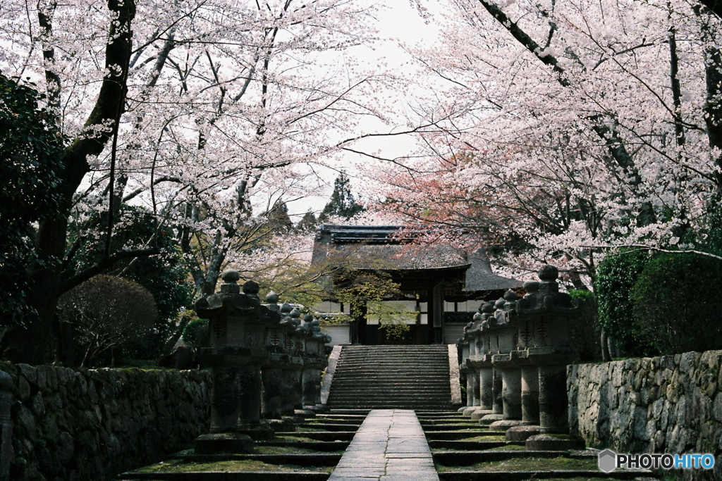 桜と石灯篭の道
