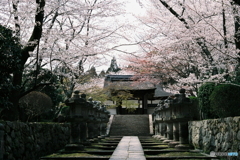桜と石灯篭の道