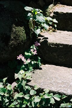 石段の小花