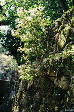 緑の石垣