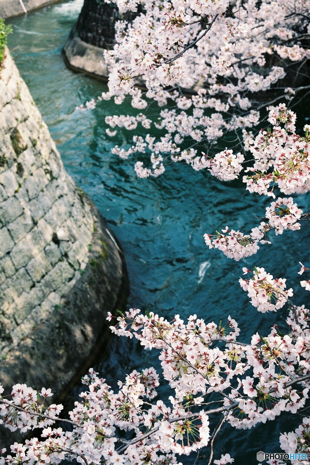 疎水の桜