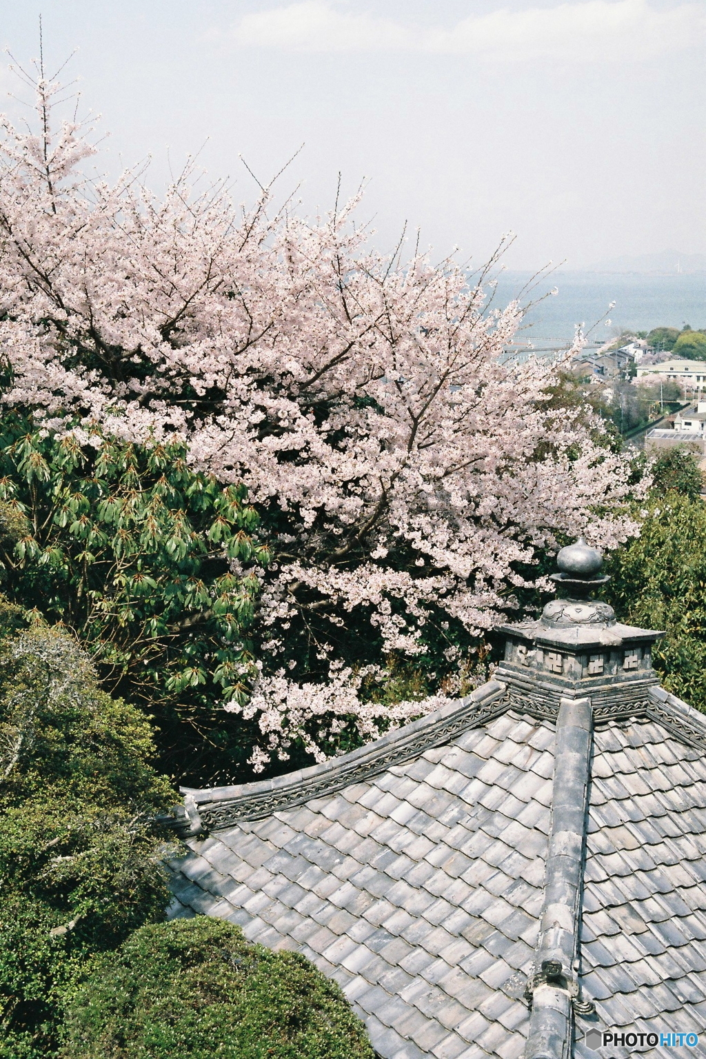 屋根と桜