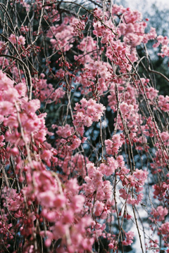 桃色の枝垂桜