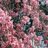 桃色の枝垂桜