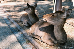 正にしかと