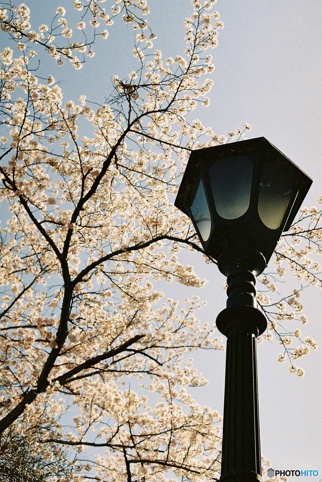 街灯に桜
