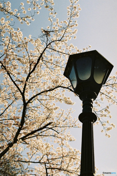 街灯に桜