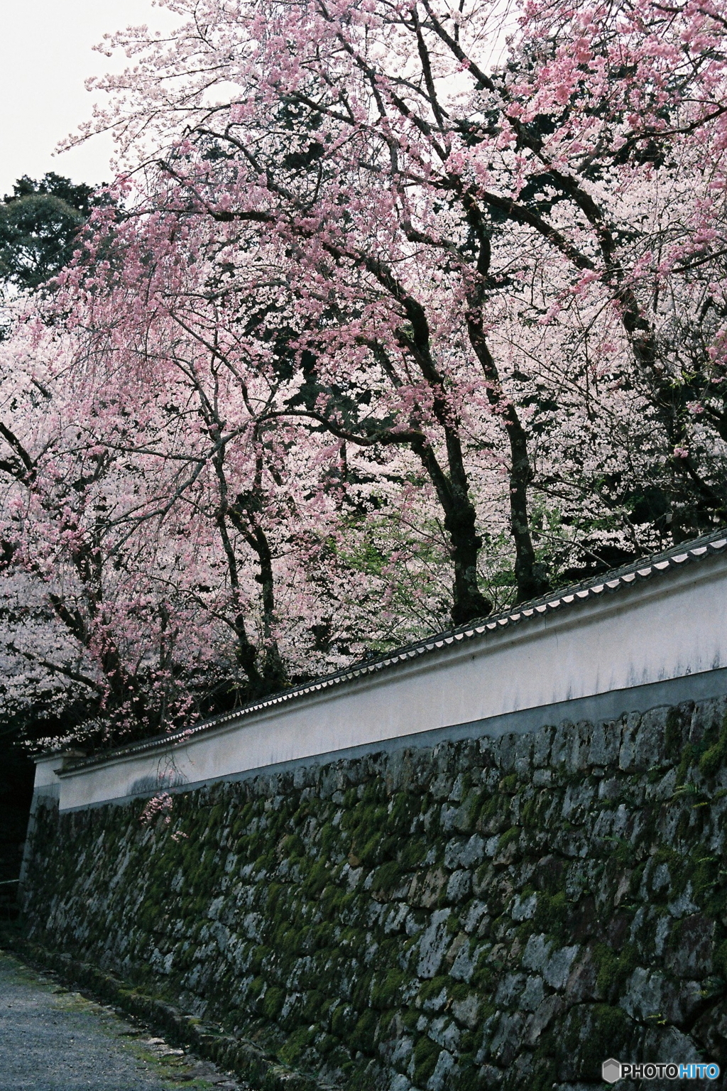 高い塀に桜