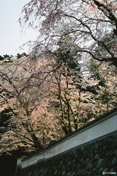 夕日に映える桜