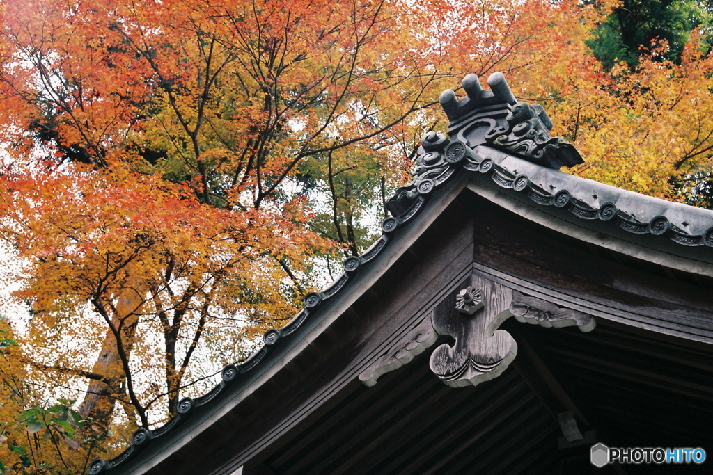 屋根と紅葉