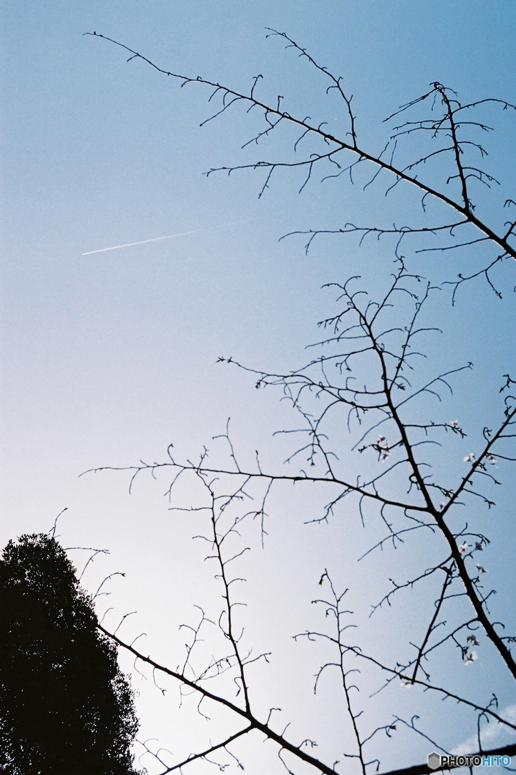 飛行機雲