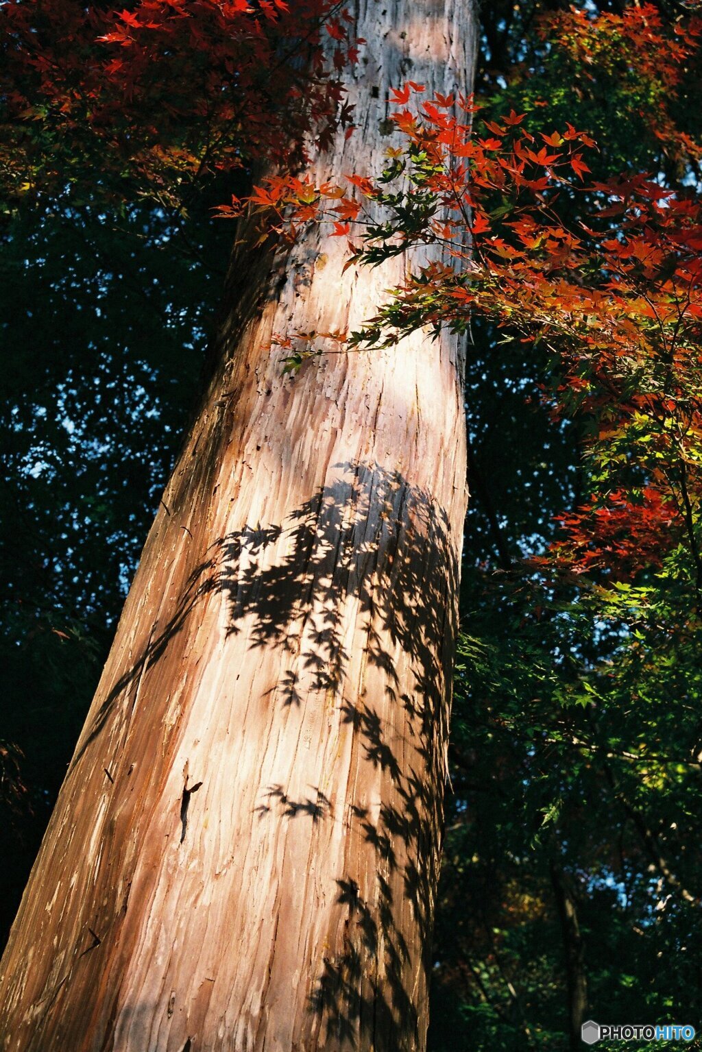 杉に秋の差し色