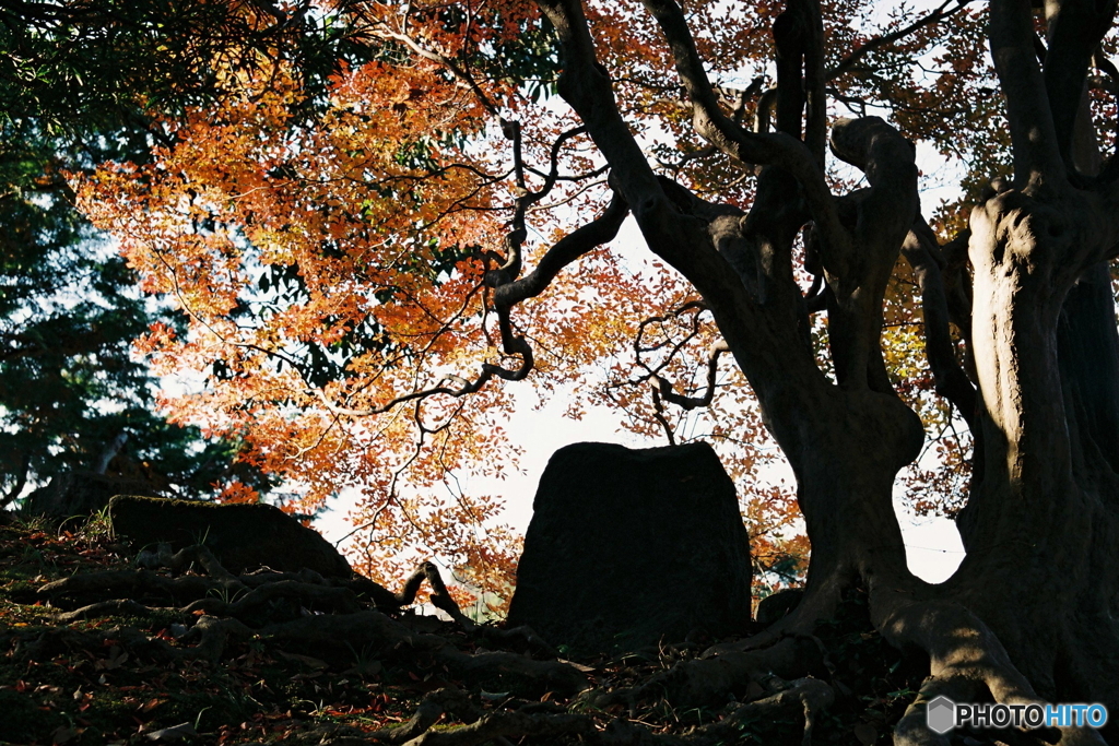 百日紅の紅葉