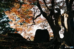 百日紅の紅葉