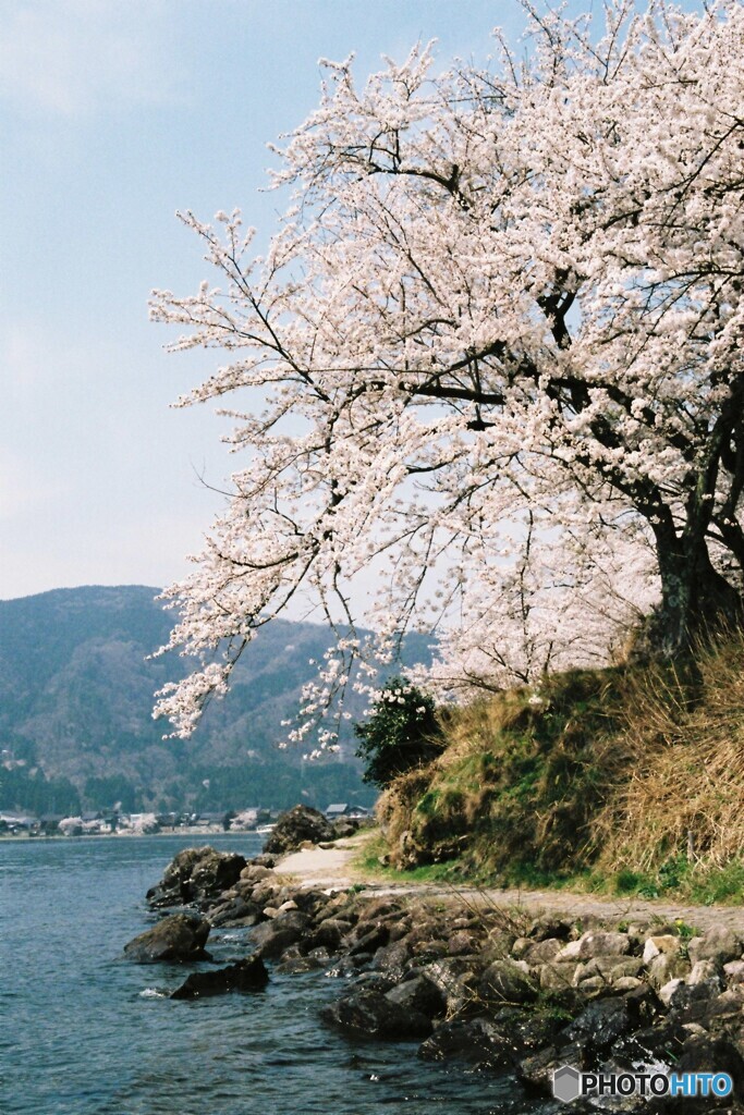 湖岸の桜