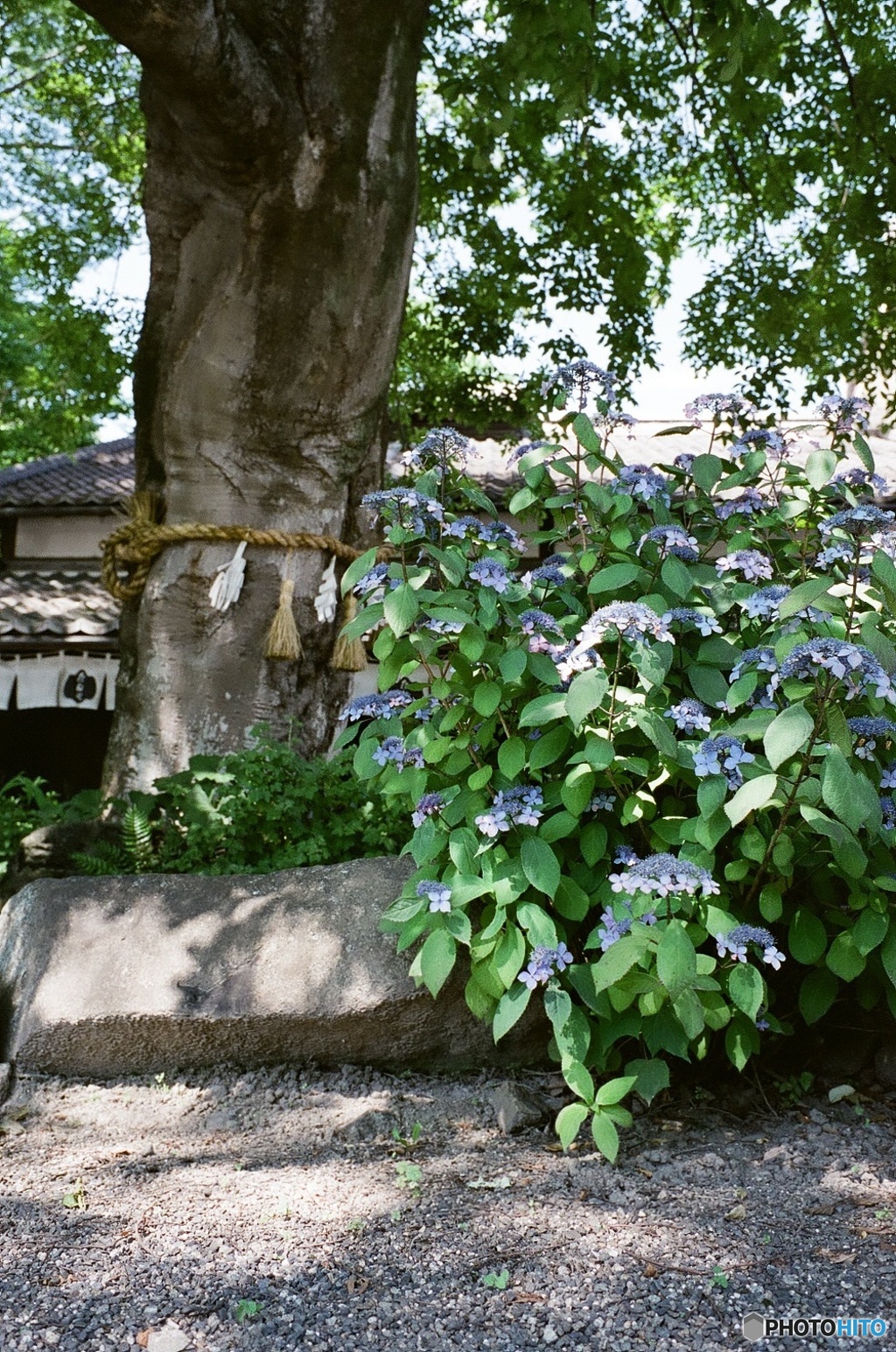 紫陽花と神木